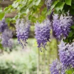 purple climbing vines