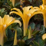 trumpet-shaped Esperanza flowers (Tecoma stans) in full bloom